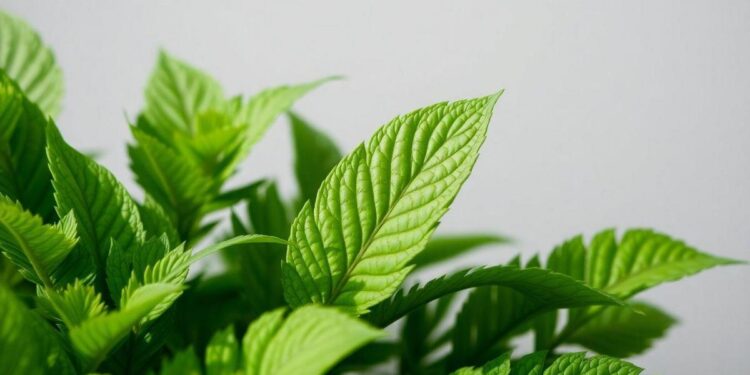 anvisa-proibe-suplementos-com-ora-pro-nobis